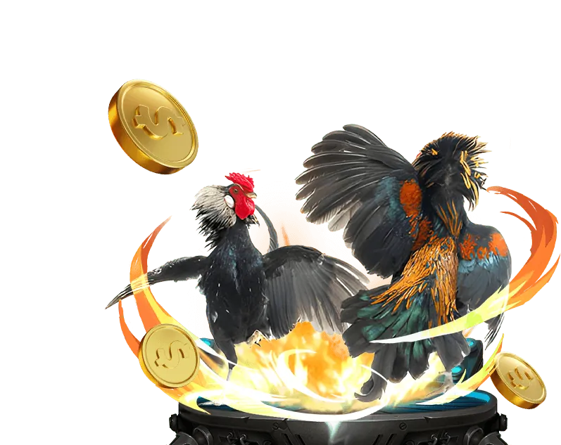 Quá trình huấn luyện gà